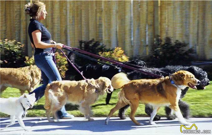 养狗的15个误区，爱它，就应该避开这些坑!