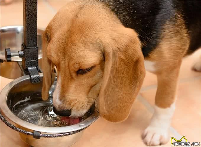 养狗的15个误区，爱它，就应该避开这些坑!