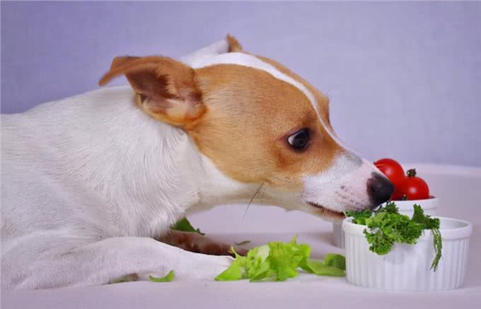 养狗的15个误区，爱它，就应该避开这些坑!