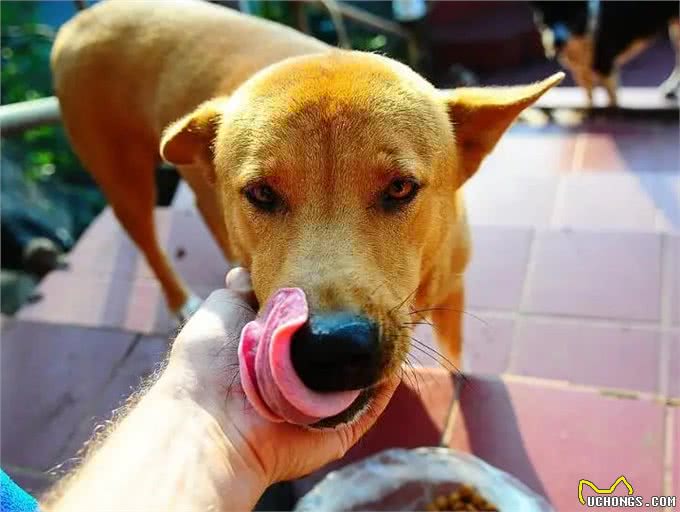 养狗的15个误区，爱它，就应该避开这些坑!