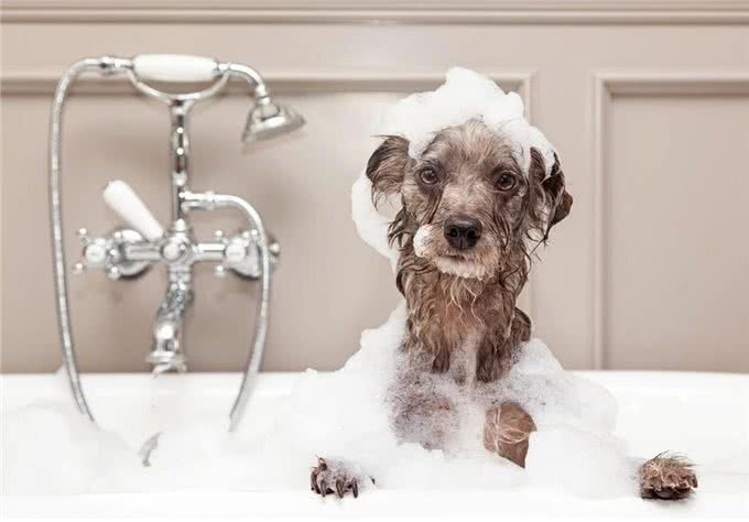 养狗的15个误区，爱它，就应该避开这些坑!