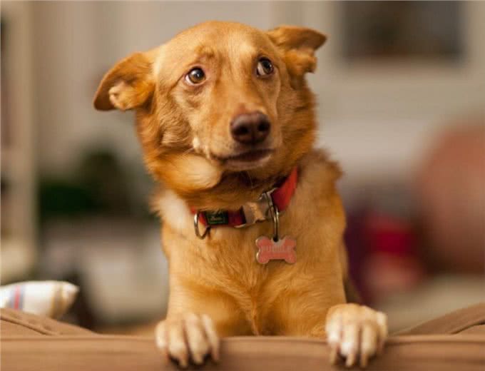 养狗的15个误区，爱它，就应该避开这些坑!