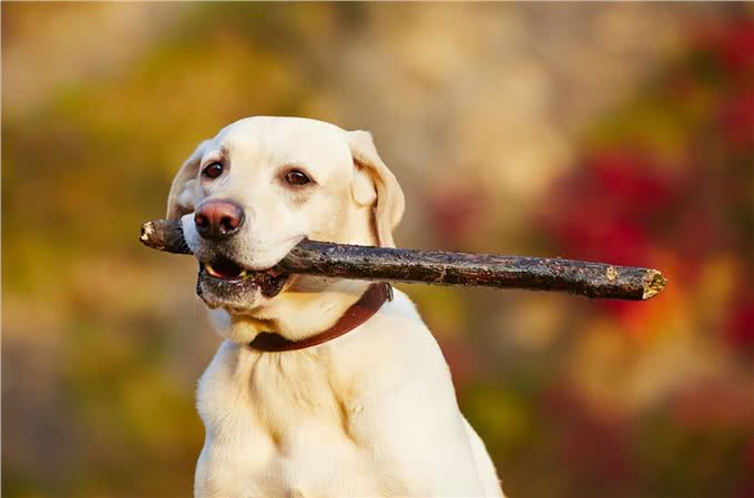 养狗的15个误区，爱它，就应该避开这些坑!