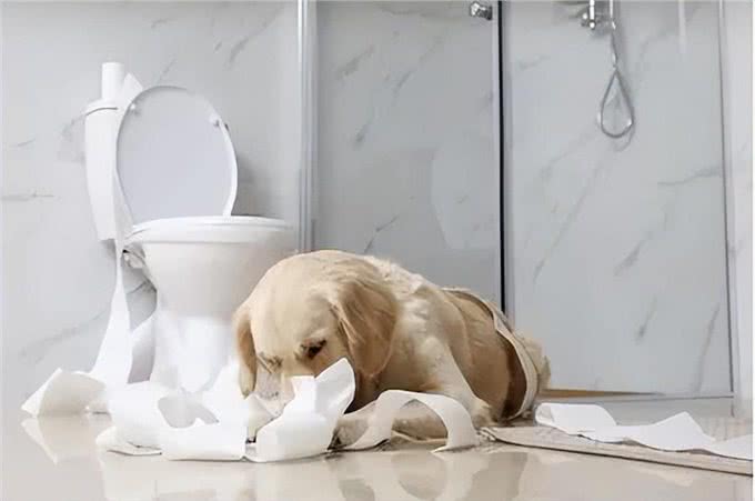 养狗的15个误区，爱它，就应该避开这些坑!