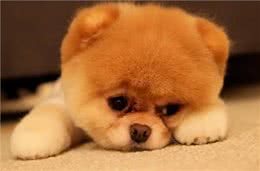 养狗的15个误区，爱它，就应该避开这些坑!