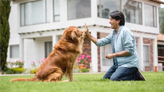 聪明、忠诚、多才多艺：优秀的服务犬品种