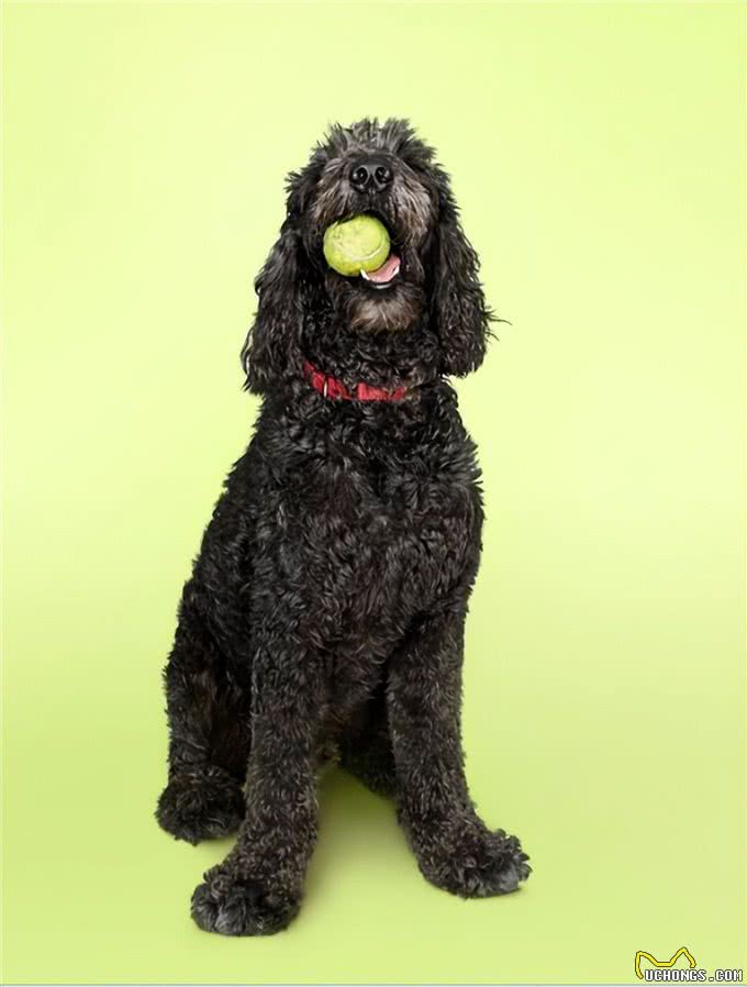 聪明、忠诚、多才多艺：优秀的服务犬品种