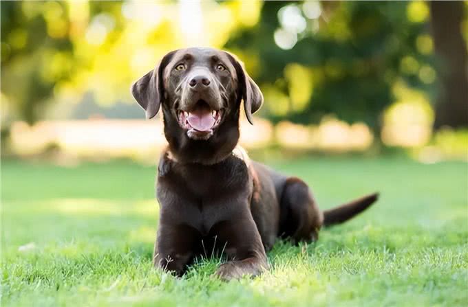 聪明、忠诚、多才多艺：优秀的服务犬品种