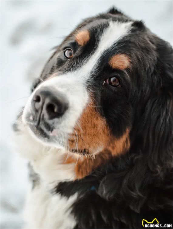 聪明、忠诚、多才多艺：优秀的服务犬品种