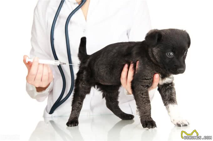 您的第一年幼犬疫苗接种完整指南（附时间表）