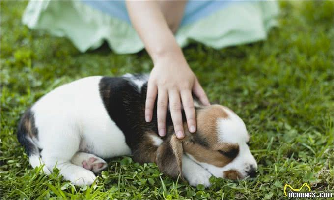 家庭养犬成为犬主一种情感寄托的同时，也是一种危害