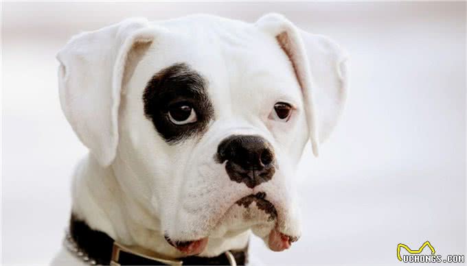 家庭养犬成为犬主一种情感寄托的同时，也是一种危害