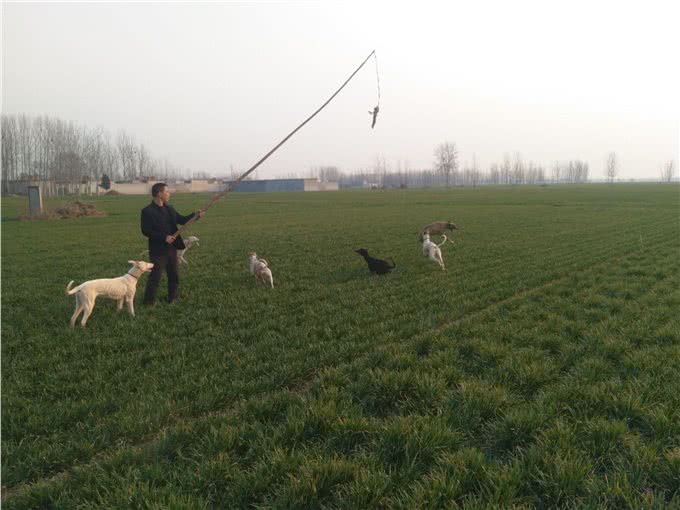 训犬的目标是什么