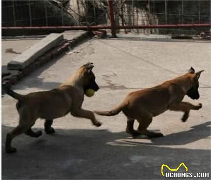 训犬的目标是什么