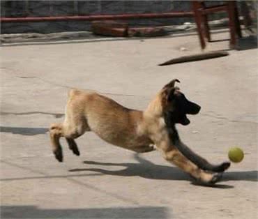 训犬的目标是什么