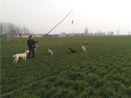 训犬的目标是什么