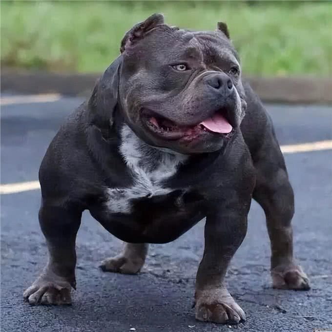 建议你养恶霸犬是有原因的，外表凶狠内心温柔，很难不爱