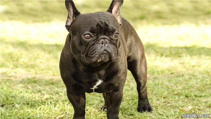 建议你养恶霸犬是有原因的，外表凶狠内心温柔，很难不爱