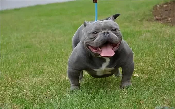 建议你养恶霸犬是有原因的，外表凶狠内心温柔，很难不爱