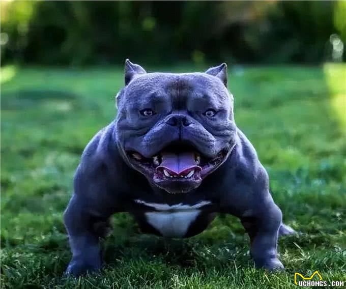 建议你养恶霸犬是有原因的，外表凶狠内心温柔，很难不爱
