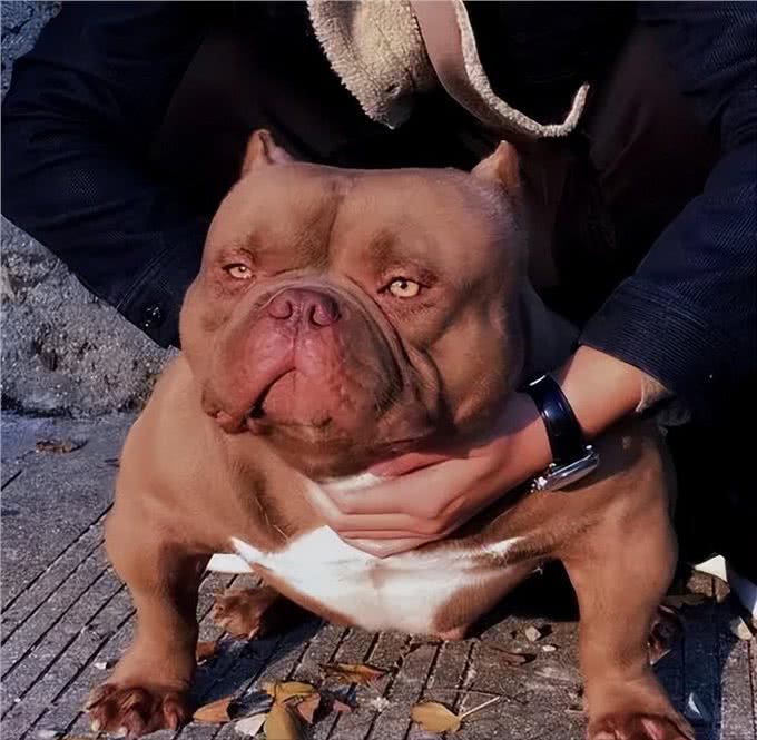 建议你养恶霸犬是有原因的，外表凶狠内心温柔，很难不爱