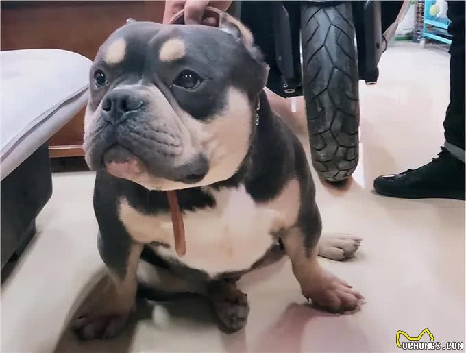 建议你养恶霸犬是有原因的，外表凶狠内心温柔，很难不爱