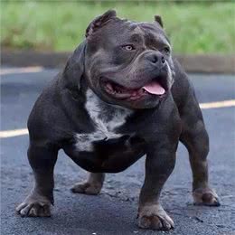 建议你养恶霸犬是有原因的，外表凶狠内心温柔，很难不爱