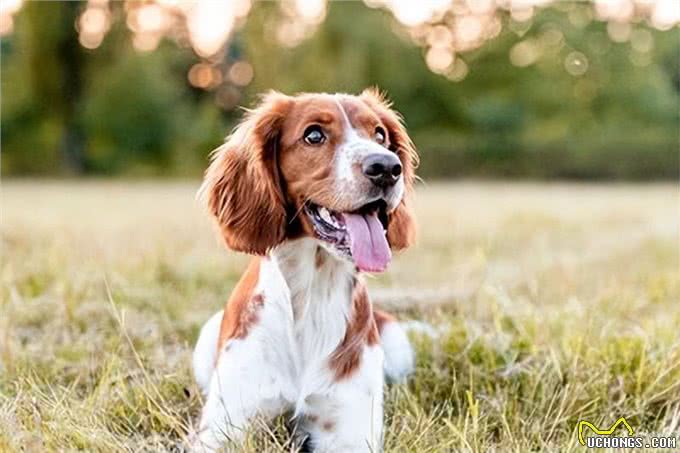 狗狗的眼神里，藏着哪些小秘密?读懂它的心灵窗户