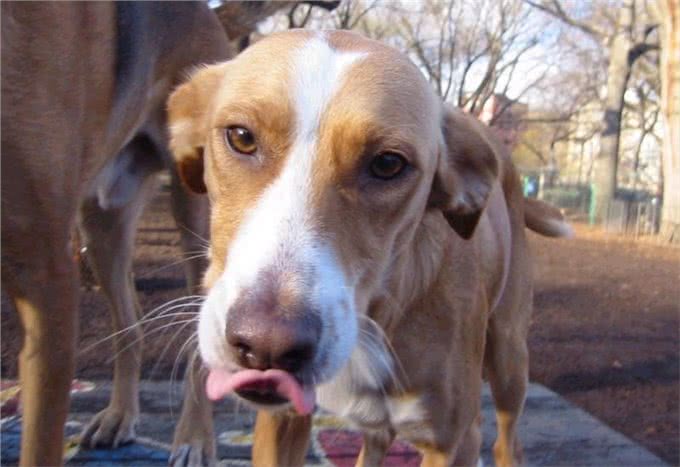 你是我今生的幸运币与15岁爱犬的最后道别