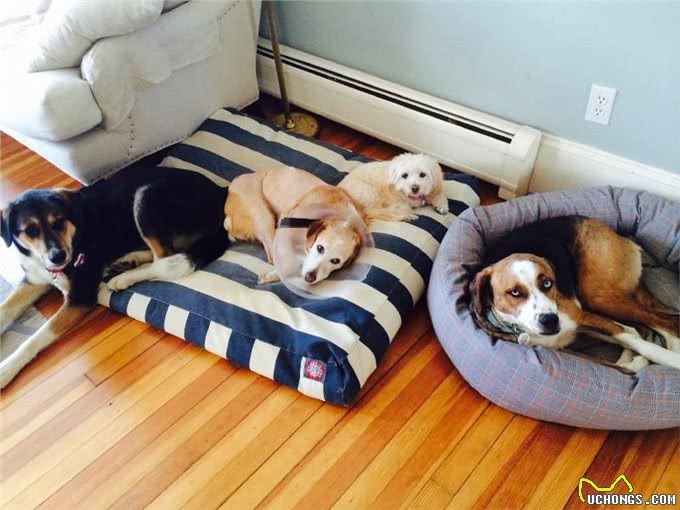 你是我今生的幸运币与15岁爱犬的最后道别