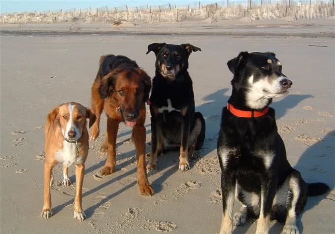 你是我今生的幸运币与15岁爱犬的最后道别