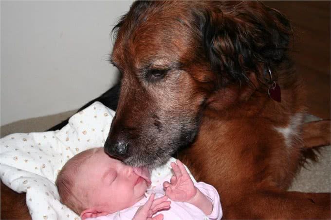 你是我今生的幸运币与15岁爱犬的最后道别