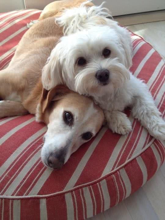 你是我今生的幸运币与15岁爱犬的最后道别