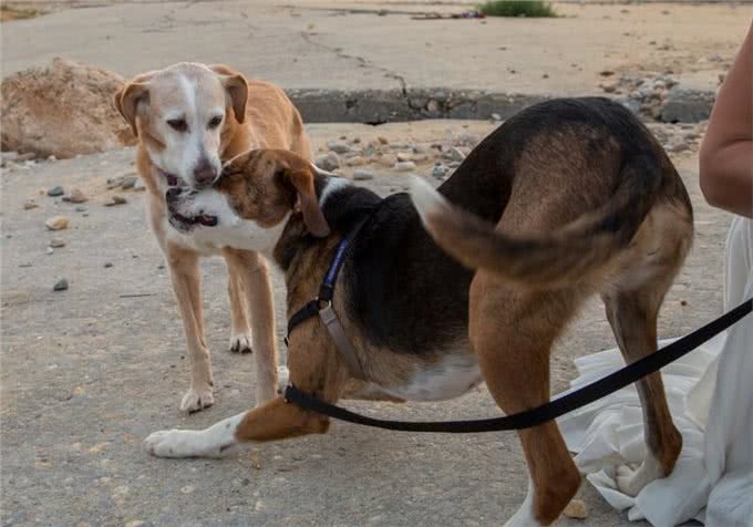 你是我今生的幸运币与15岁爱犬的最后道别