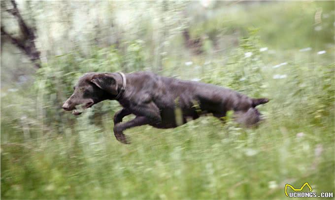 宠物狗犬种的标准特征，看完再去买狗，不然容易被骗