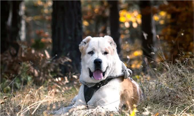 宠物狗犬种的标准特征，看完再去买狗，不然容易被骗