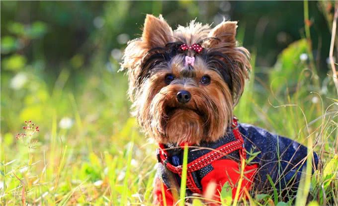 宠物狗犬种的标准特征，看完再去买狗，不然容易被骗
