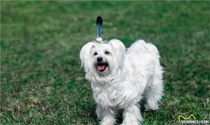 宠物狗犬种的标准特征，看完再去买狗，不然容易被骗