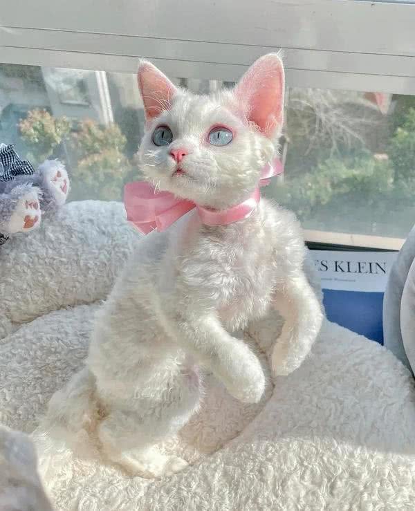 猫中小天使—德文卷毛猫