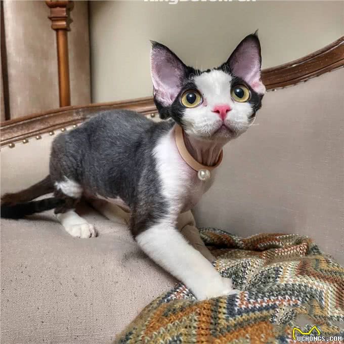 猫中小天使—德文卷毛猫