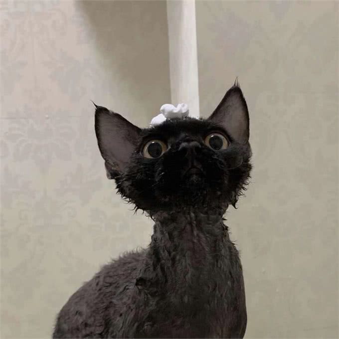 猫中小天使—德文卷毛猫