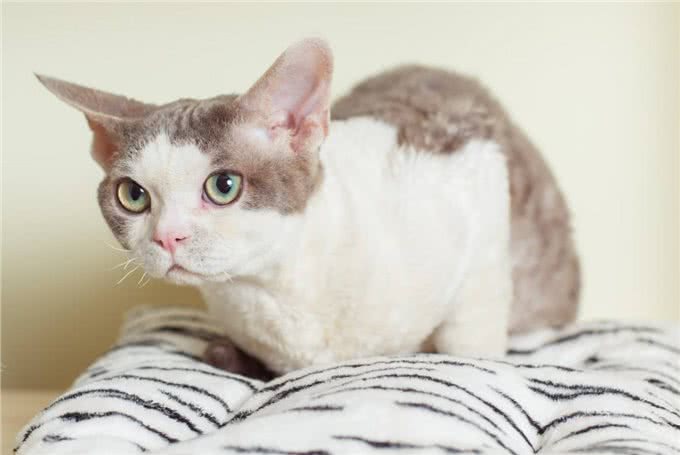 猫中小天使—德文卷毛猫