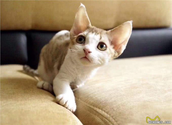 猫中小天使—德文卷毛猫