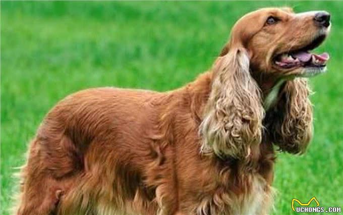 这5种狗是体臭界天花板，名副其实的臭狗