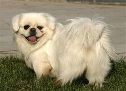 这5种狗是体臭界天花板，名副其实的臭狗