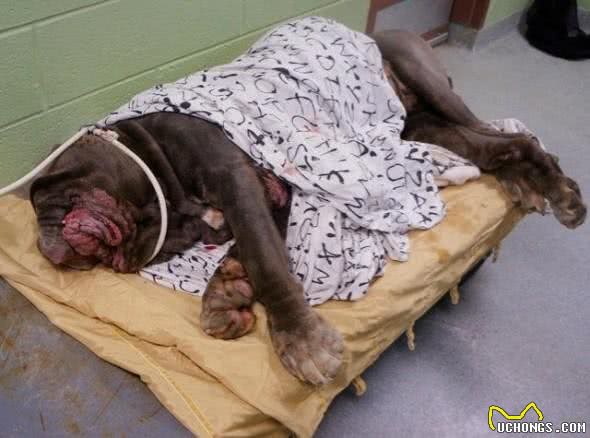 敖犬仅仅因为体型巨大很可怕要被安乐死
