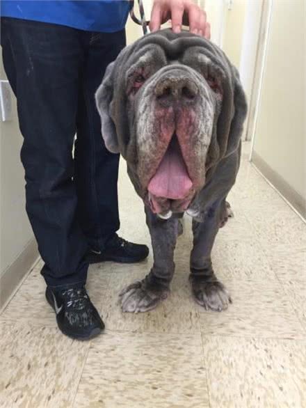 敖犬仅仅因为体型巨大很可怕要被安乐死