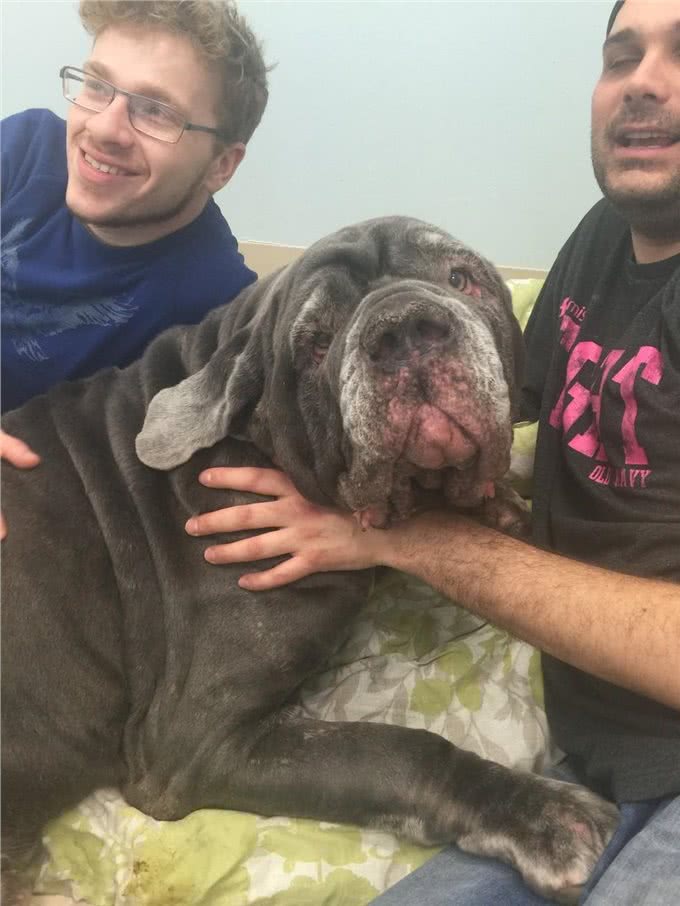 敖犬仅仅因为体型巨大很可怕要被安乐死