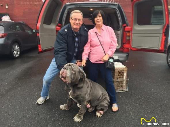 敖犬仅仅因为体型巨大很可怕要被安乐死