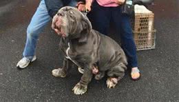 敖犬仅仅因为体型巨大很可怕要被安乐死
